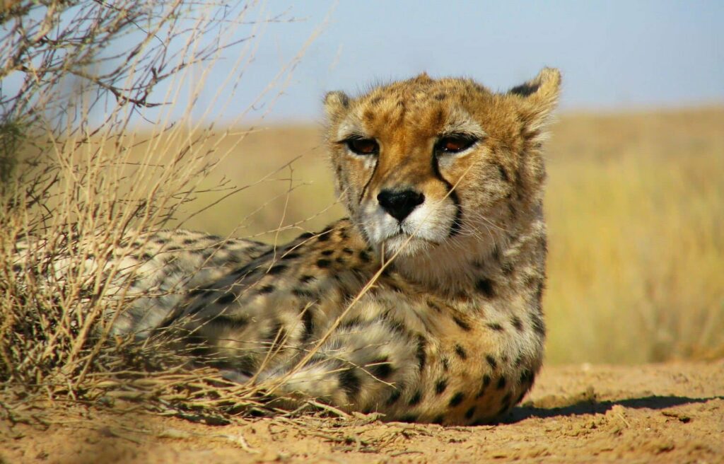 Turan National Park Image