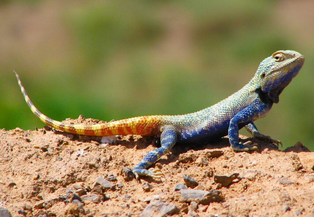 Turan National Park Image