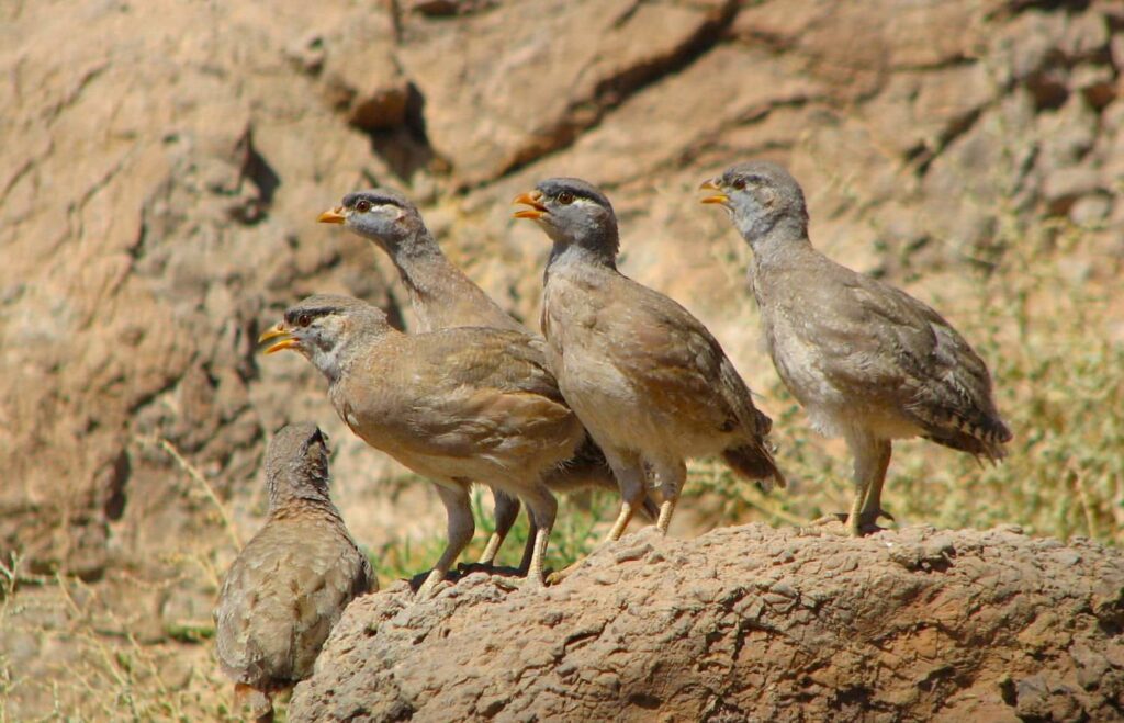 Turan National Park Image