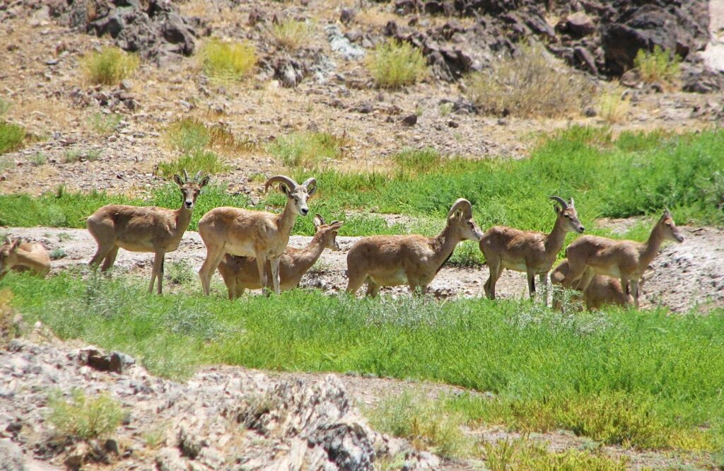 Turan National Park Image