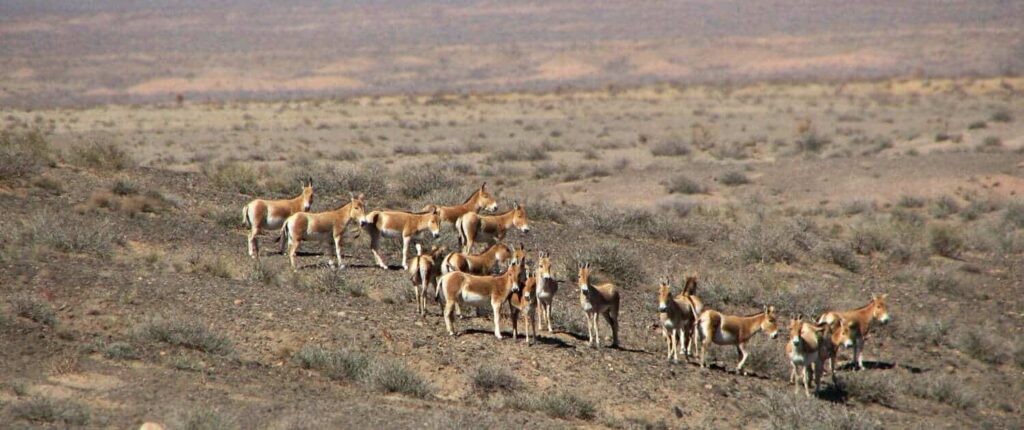 Turan National Park Image