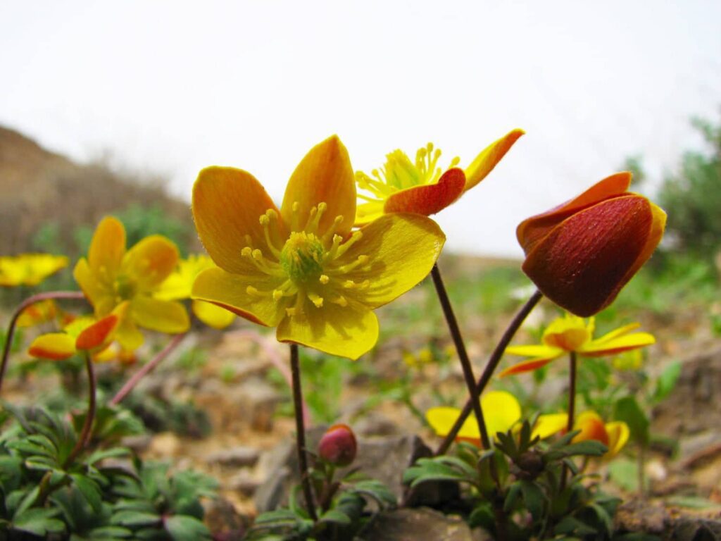 Turan National Park Image