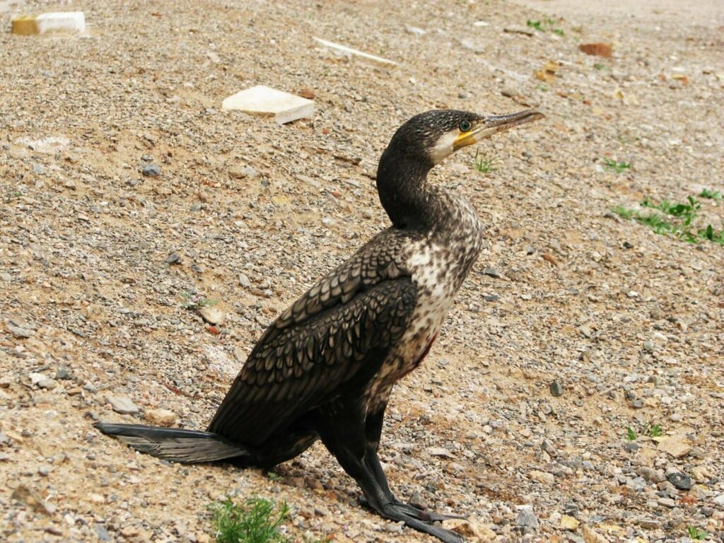 Turan National Park Image