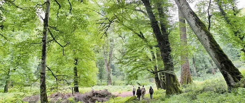 Caspian Hyrcanian Mixed Forests