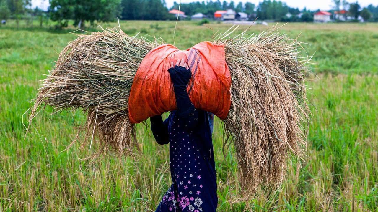 Among The Rice Paddies Of Iran Gilan's Rice Season Among The Rice Paddies Of Iran Gilan's Rice Season