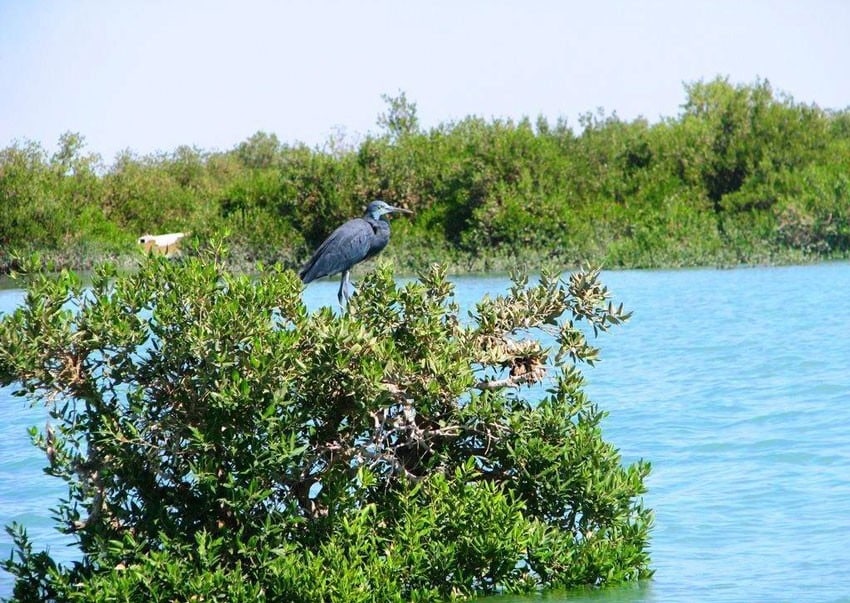 Hướng dẫn du lịch Qeshm