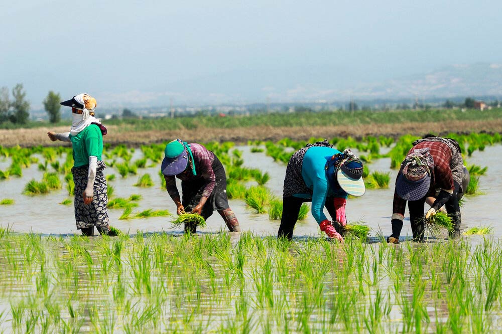 Women In Gilan Planting Rice Seedlings Women In Gilan Planting Rice Seedlings