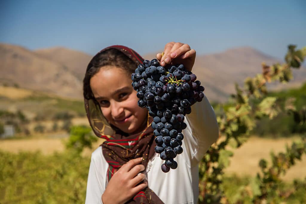 Can I Drink Alcohol In Iran? A Comprehensive Guide Grape Harvest From The Vineyards Of Qazvin And Kurdistan