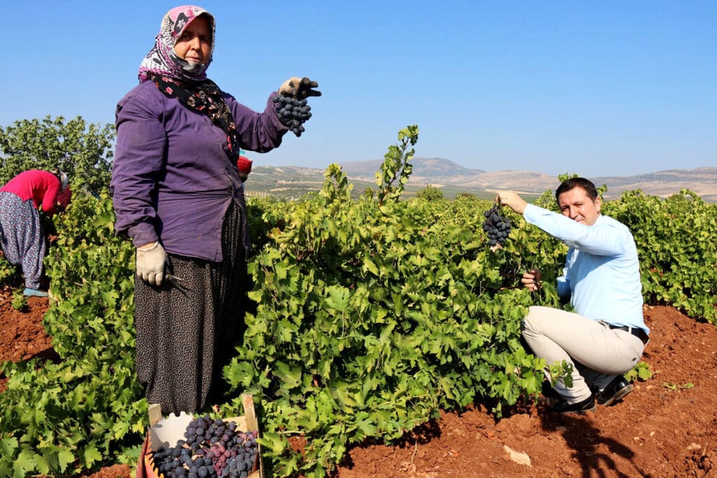 Can I Drink Alcohol In Iran? A Comprehensive Guide Grape Harvest From The Vineyards Of Qazvin And Kurdistan