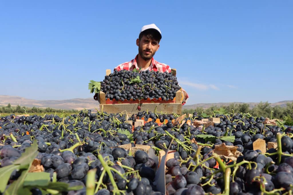 Can I Drink Alcohol In Iran? A Comprehensive Guide Grape Harvest From The Vineyards Of Qazvin And Kurdistan