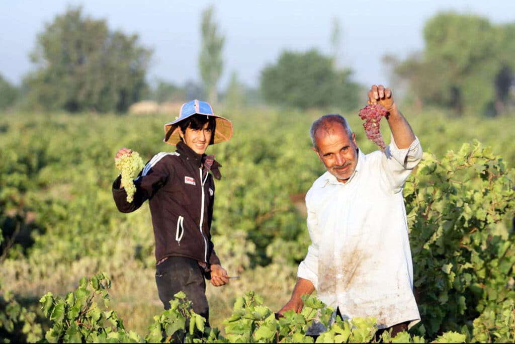 Can I Drink Alcohol In Iran? A Comprehensive Guide Grape Harvest From The Vineyards Of Qazvin And Kurdistan