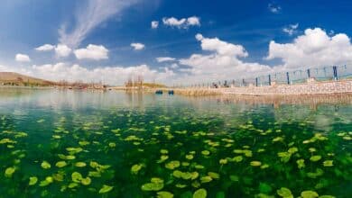 Sarab Niloufar (Lotus Pond): A Tranquil Oasis In Iran 8 Sarab Niloufar, Kermanshah, Iran
