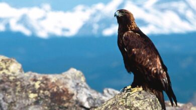 Seasonal Guide To Bird Watching In Iran: What To Expect 9 Bird Watching In Iran