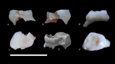 175,000-Year-Old Neanderthal Tooth Found On Dig In Iran
