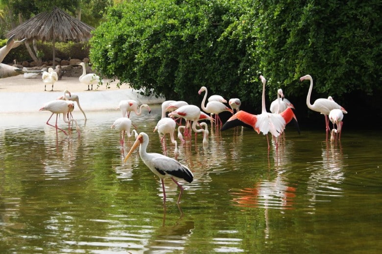 Kish Dolphin Park 6 Bird Garden In Kish Dolphin Park