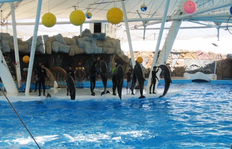 Kish Dolphin Park 5 Dolphin Park In Kish Island