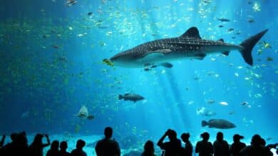 Kish Aquarium: All You Need To Know Before You Go 2 Kish Aquarium, Iran