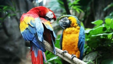 Kish Bird Garden: A Feathered Paradise 2 Kish Bird Garden
