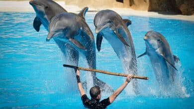 Kish Dolphin Park 6 Kish Dolphin Park