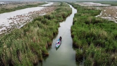 Discover The Shadegan International Wetland 9 Shadegan International Wetland