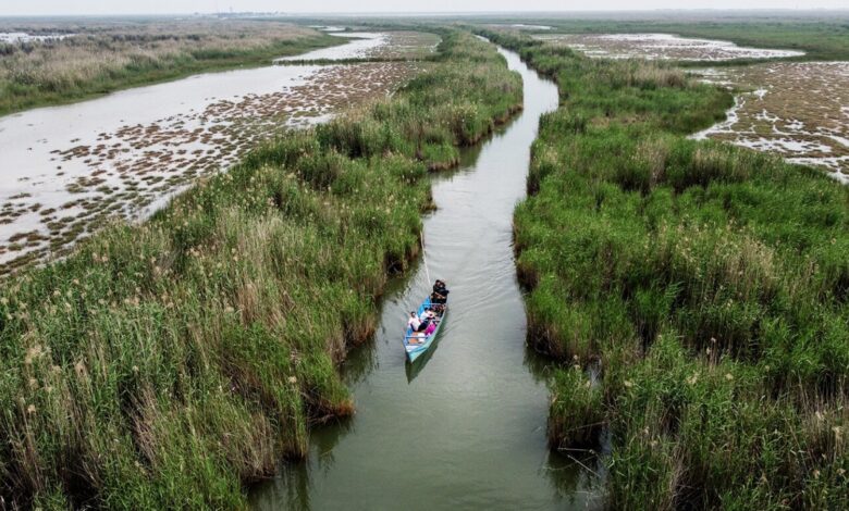 Discover The Shadegan International Wetland 1 Shadegan International Wetland