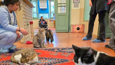 Cat Museum Café In Tehran