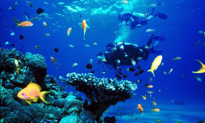 Explore The Best Diving Spots In Qeshm Island 1 Diving Spots In Qeshm Island