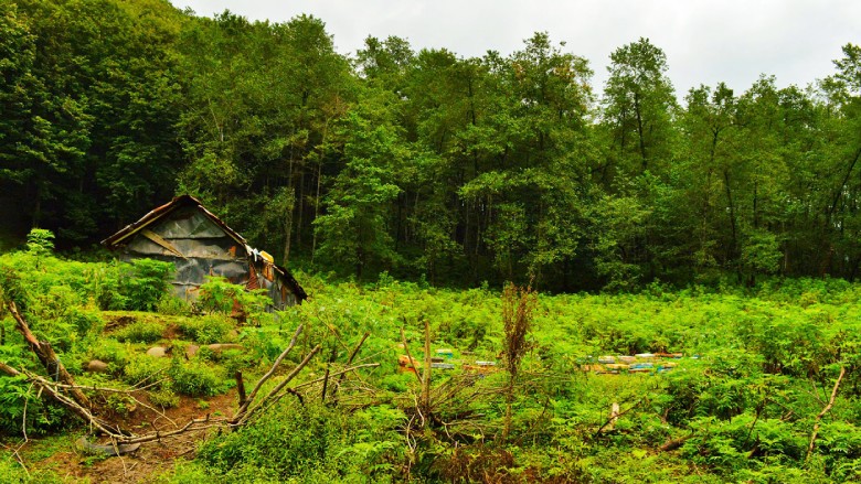 Lafoor Forest In Mazandaran: A Millennium Of Iranian Nature!