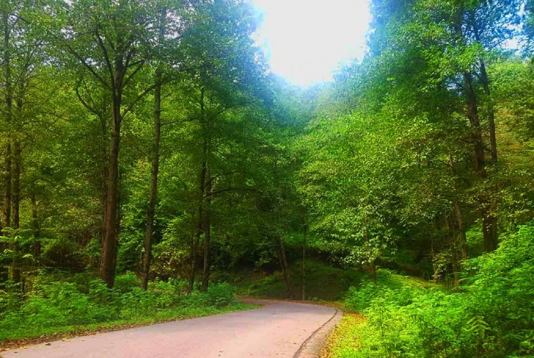 Lafoor Forest In Mazandaran: A Millennium Of Iranian Nature!