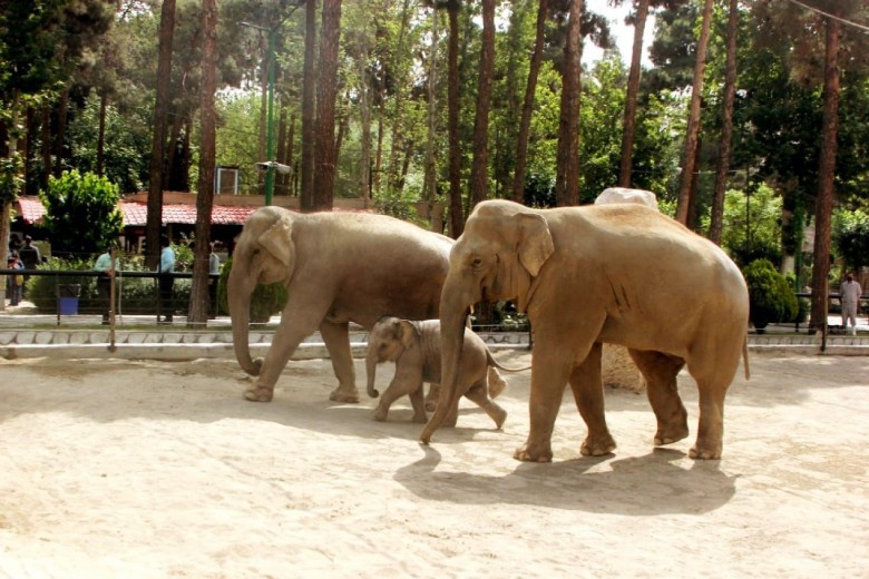 Eram Park: Fun, Games, And A Zoo 7 Animal Species At Eram Zoo Tehran