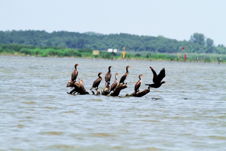 Seasonal Guide To Bird Watching In Iran: What To Expect