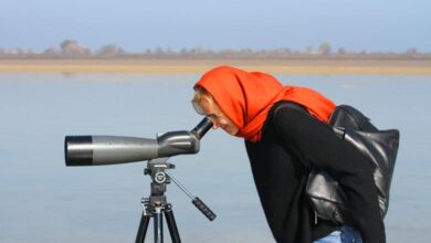 Iran Bird Watching Tours: Top Spots To See Rare Species 7 Iran Bird Watching Tours