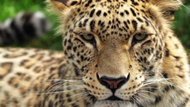Wildlife Tours In Iran: Best Destinations And Experiences 1 Iran Wildlife Tours, Persian Leopard