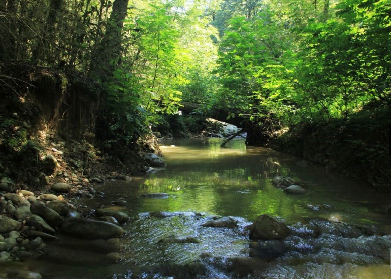 Top 10 Natural Attractions Near Tehran 7 Lafour Forest Near Tehran