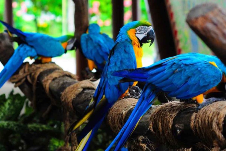 The Most Famous Cities Of Gilan You Must Visit 27 Bird Garden, Astara