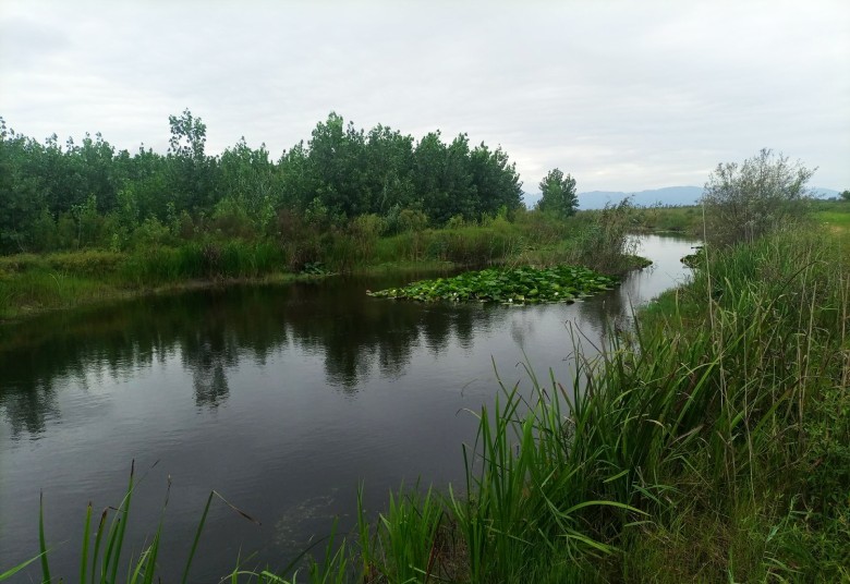 The Most Famous Cities Of Gilan You Must Visit 16 Chaf Wetland, Langarud