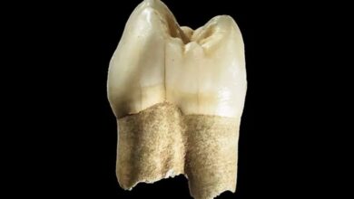 Discovery Of A 180,000-Year-Old Tooth In Qaleh Kord Cave, Qazvin