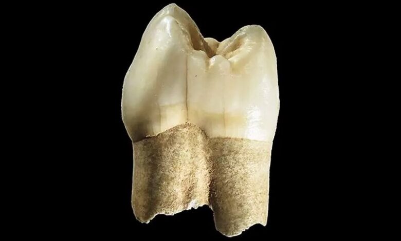 Discovery Of A 180,000-Year-Old Tooth In Qaleh Kord Cave, Qazvin 1 Discovery Of A 180,000-Year-Old Tooth In Qaleh Kord Cave, Qazvin