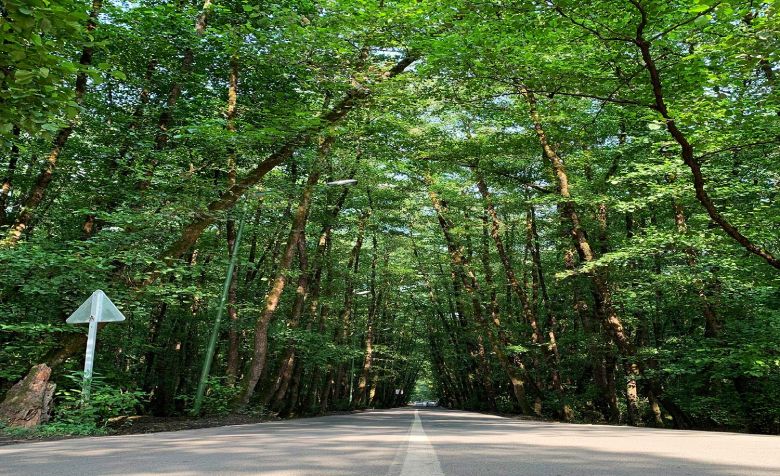 The Most Famous Cities Of Gilan You Must Visit 42 Gisoom Forest Park