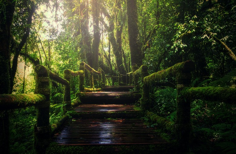 The Most Famous Cities Of Gilan You Must Visit 44 Safar Basteh Forest Park