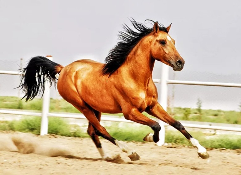 Best Time To Visit Shiraz: A Complete Guide For Travelers 9 National Festival Of Persian Horses, Shiraz