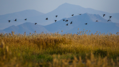 Mighan Wetland In Iran