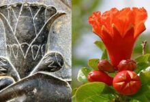 The Pomegranate Symbolizes A Rich Heritage, Embodying Centuries Of Cultural, Spiritual, And Artistic Significance.