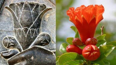 The Pomegranate In Iran: A Symbol Of Life, Faith, And Art 1 The Pomegranate Symbolizes A Rich Heritage, Embodying Centuries Of Cultural, Spiritual, And Artistic Significance.