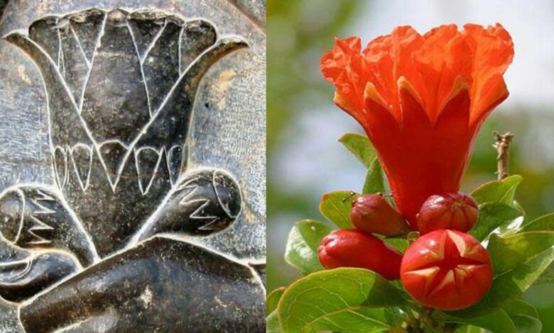 The Pomegranate Symbolizes A Rich Heritage, Embodying Centuries Of Cultural, Spiritual, And Artistic Significance.
