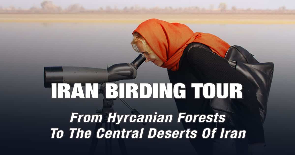 iran birding trip report
