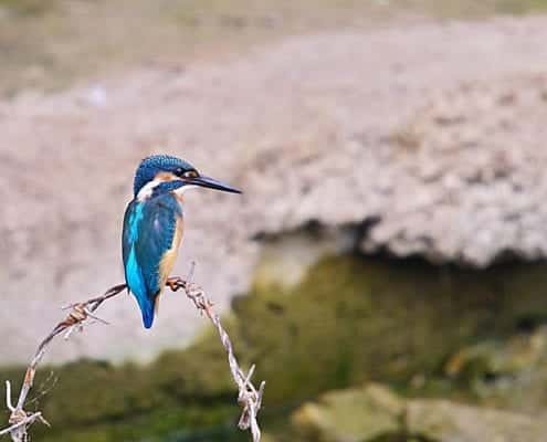 Iran Birding Tour – From Hyrcanian Forests To The Central Deserts Of Iran