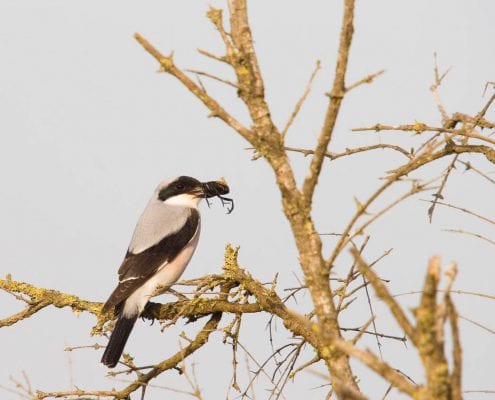 Iran Birding Tour – From Hyrcanian Forests To The Central Deserts Of Iran