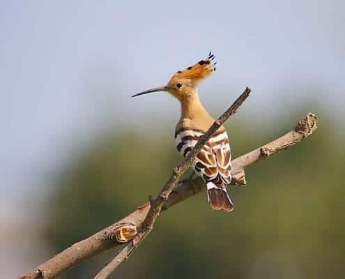 Iran Birding Tour – From Hyrcanian Forests To The Central Deserts Of Iran