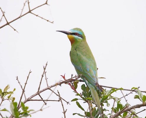 Iran Birding Tour – From Hyrcanian Forests To The Central Deserts Of Iran